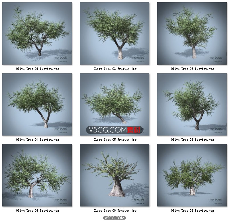 橄榄树9棵-Olive_Trees-V5CG.COM.JPG