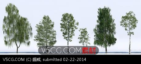 VizPeople：Free 3d Models Birch Trees.jpg
