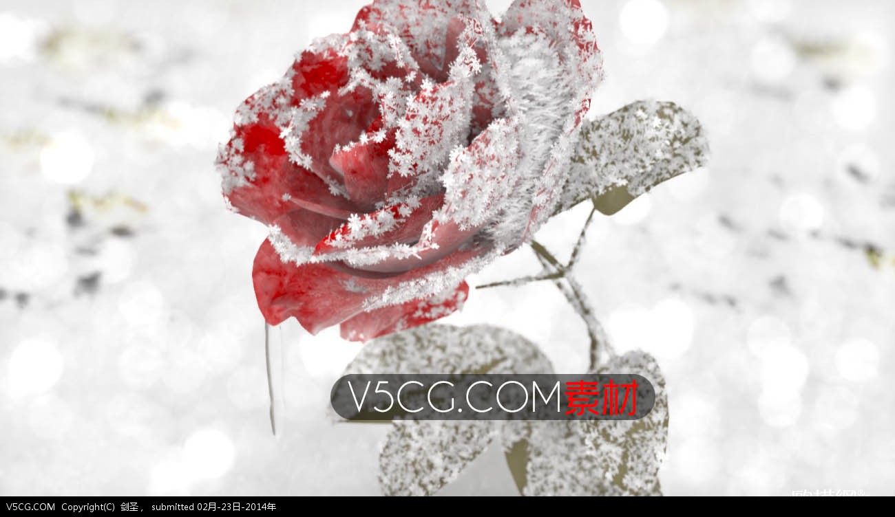 雪中玫瑰.jpg
