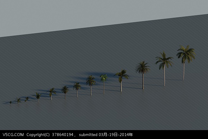 椰子树1.jpg