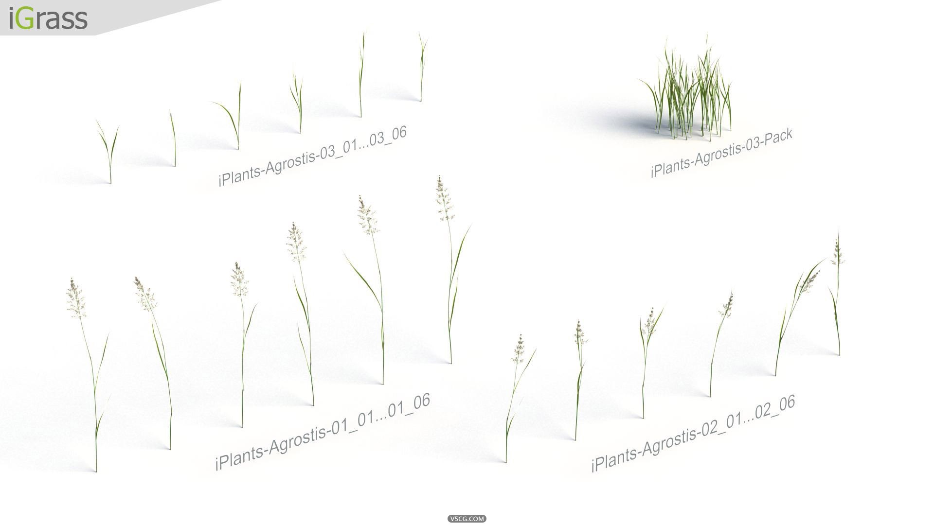 iPlants-Grass-1.jpg