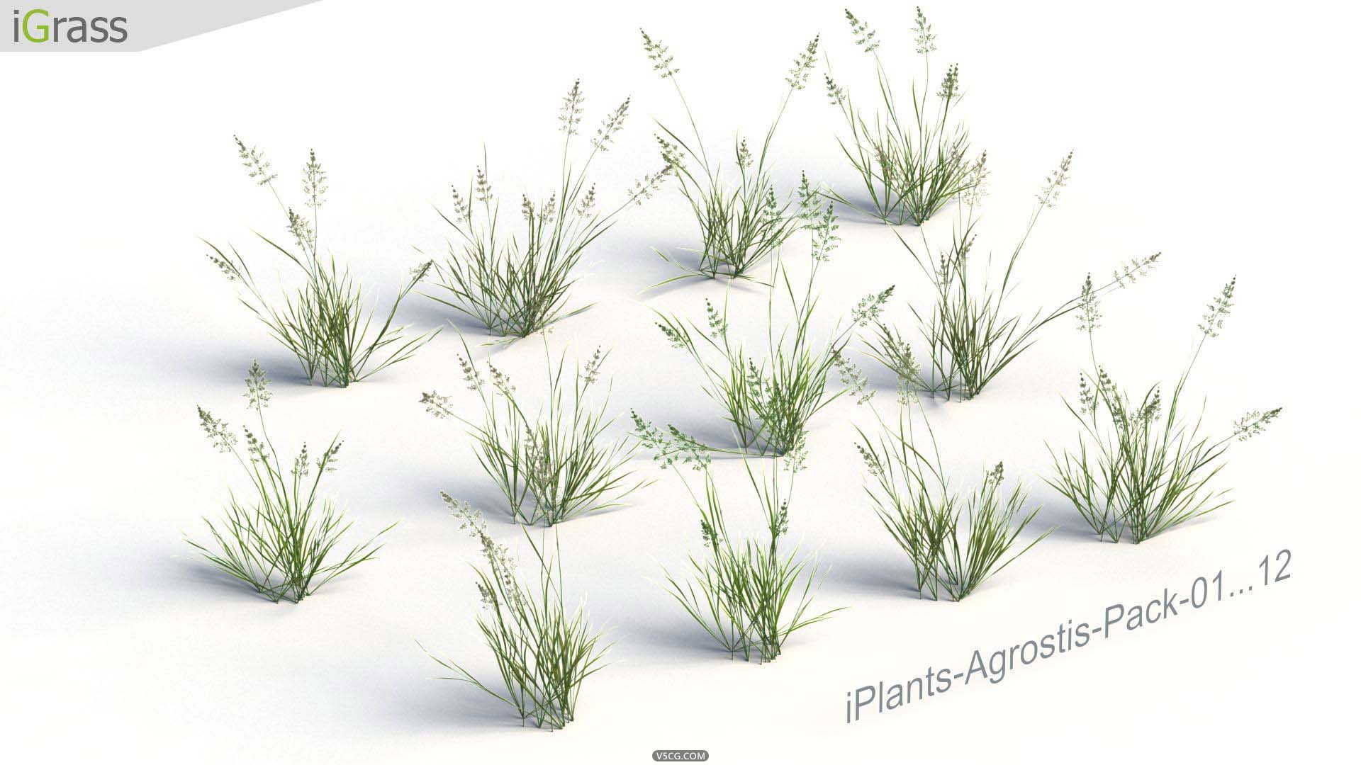 iPlants-Grass-2.jpg