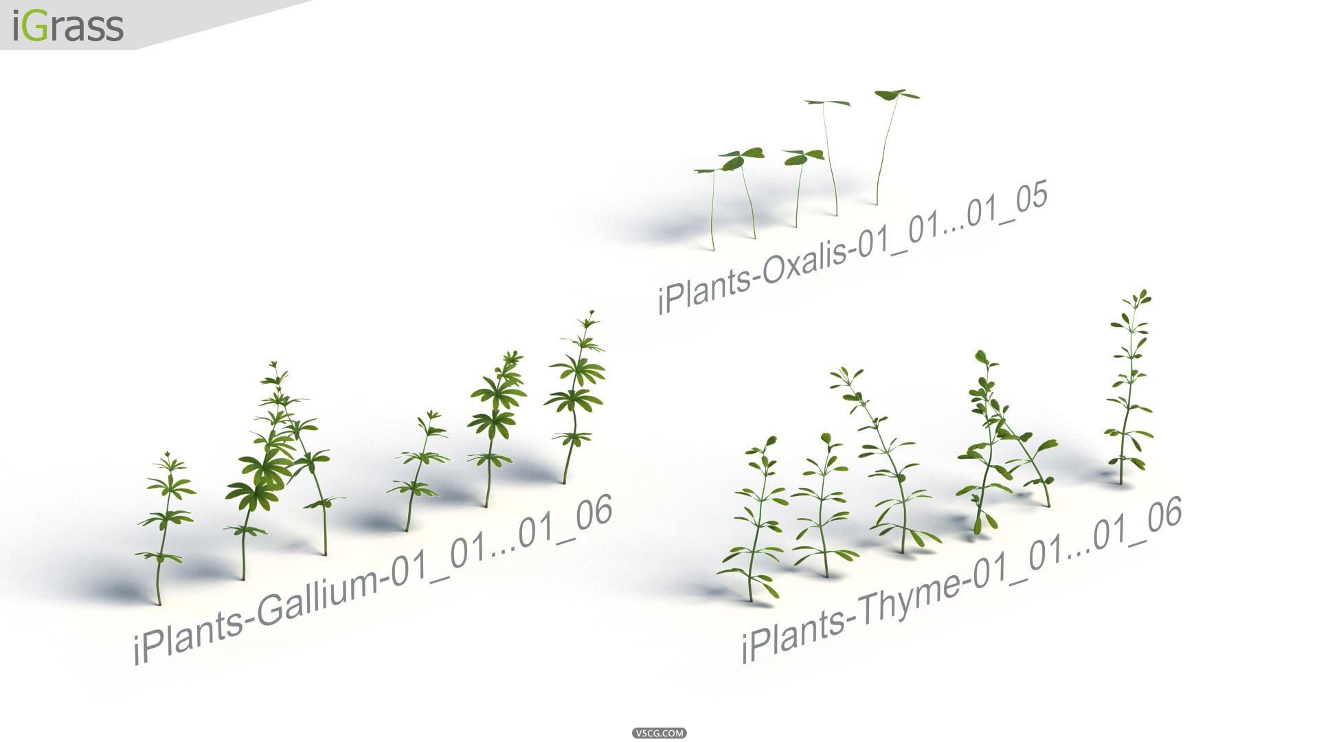 iPlants-Grass-3.jpg