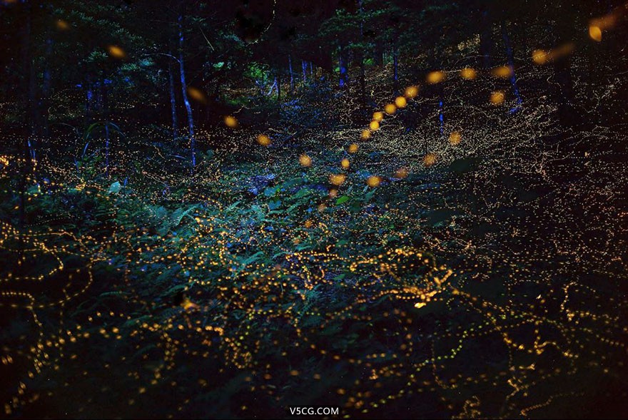 fireflies-long-exposure-photography-2016-japan-14.jpg