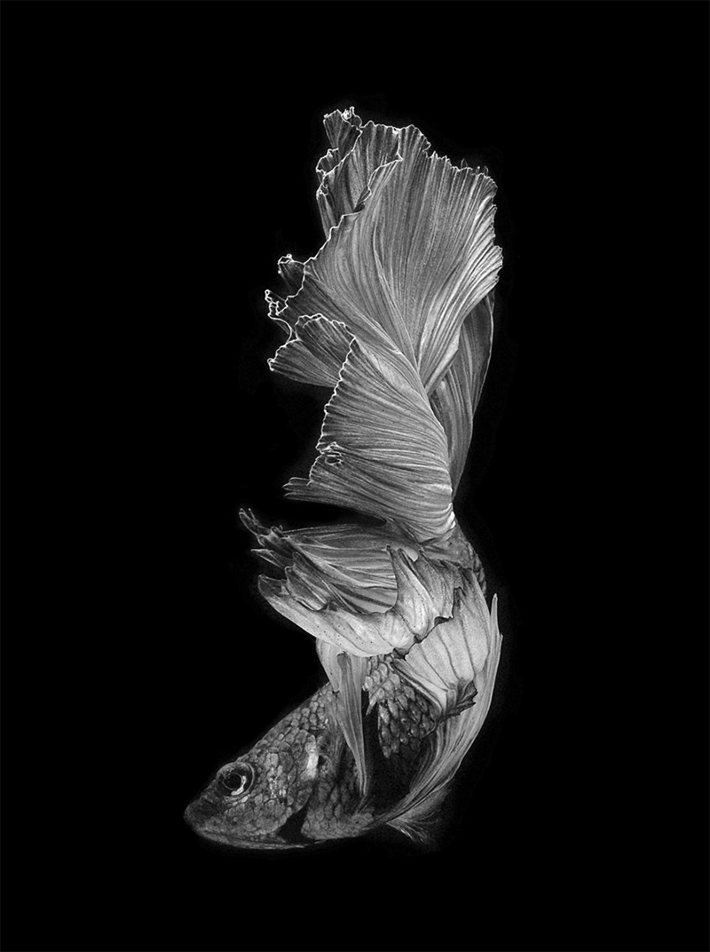 fish-41.jpg