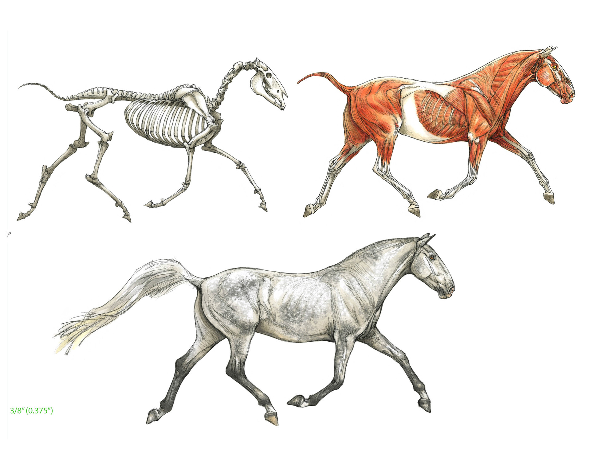 terryl-whitlatch-andalusian-horse-anatomyrev.jpg
