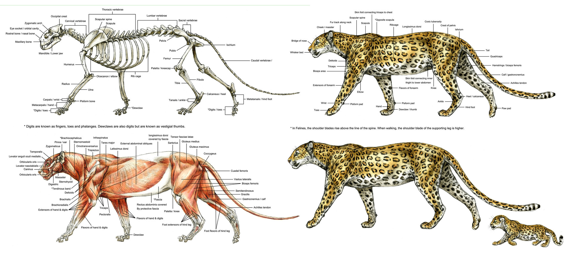 terryl-whitlatch-leopard-anatomy-crop.jpg