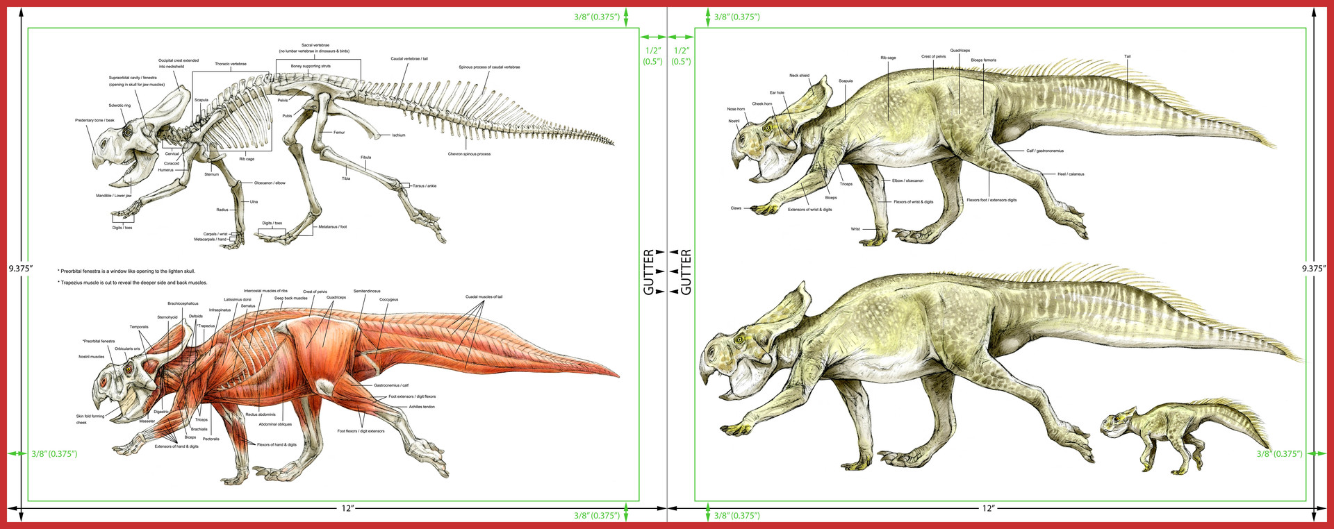 terryl-whitlatch-protoceratops-anatomy.jpg