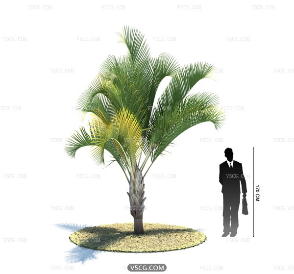 Tropical plant17.jpg