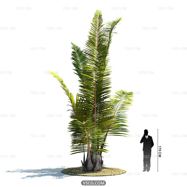 Tropical plant49.jpg