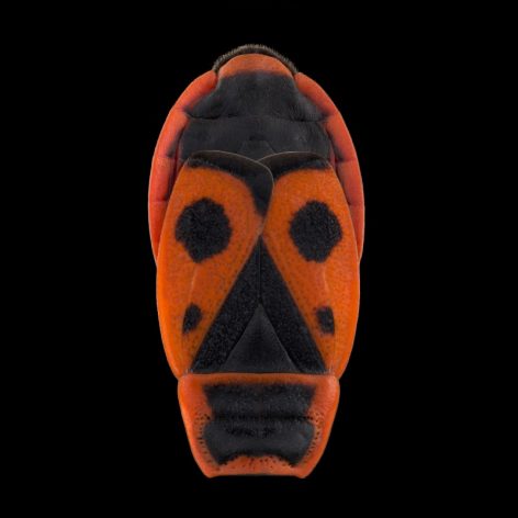 002-Mask-Totem-by-Pascal-GOET-472x472.jpg