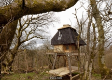 英国多塞特郡一座作家的小树屋