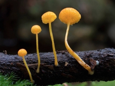 Steve Axford：童话蘑菇
