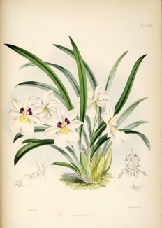19世纪James Bateman绘制的《兰花图谱》