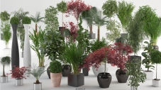 高质量室内盆栽植物 InteriorPlantsMax