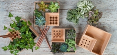 桌上的生态小盒 Eco pot by Julia Kononenko