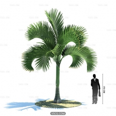 Tropical plant4