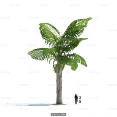 Tropical plant46