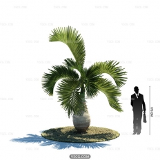 Tropical plant5