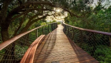 Tree Canopy Walkway at Kirstenbosch / mta