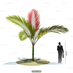 Tropical plant36