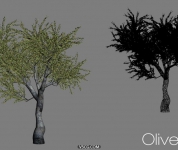 Olive tree - 自然橄榄树模型