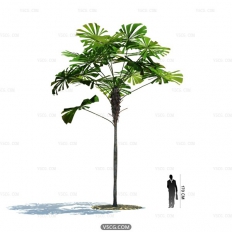 Tropical plant29