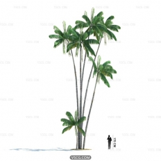 Tropical plant44