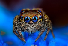 超美蜘蛛眼