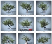 Olive tree - 自然逼真的橄榄树模型