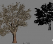 cork - 自然树模型