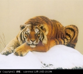 中国油画第一虎——杜浩作品