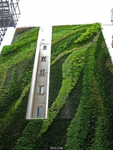 垂直绿化植物，绿墙